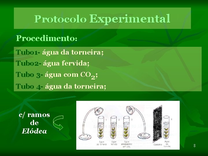 Protocolo Experimental Procedimento: Tubo 1 - água da torneira; Tubo 2 - água fervida;