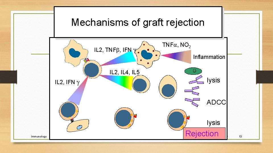Mechanisms of graft rejection IL 2, TNF , IFN TNF , NO 2 Inflammation