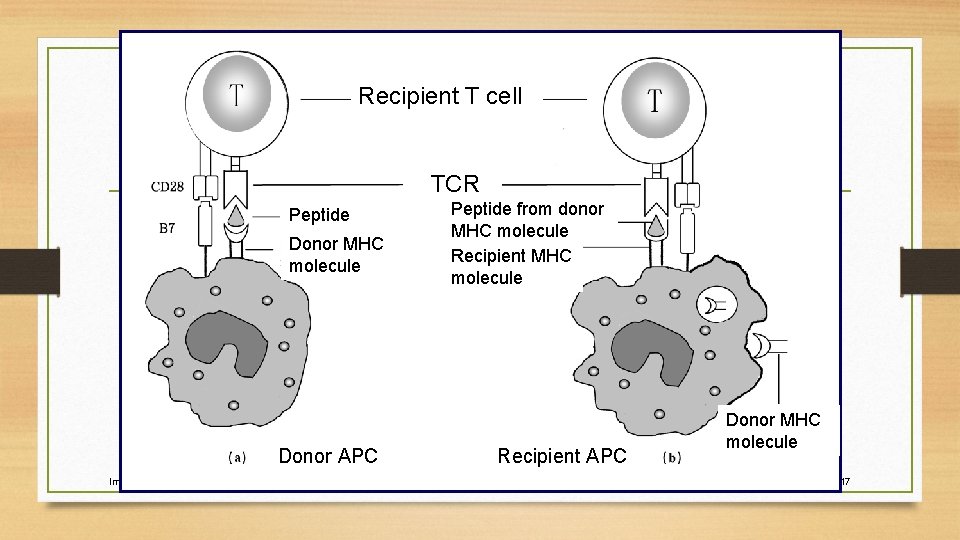Recipient T cell TCR Peptide Donor MHC molecule Donor APC Immunology Peptide from donor