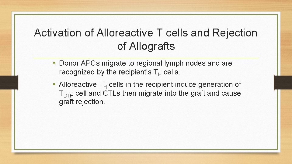 Activation of Alloreactive T cells and Rejection of Allografts • Donor APCs migrate to