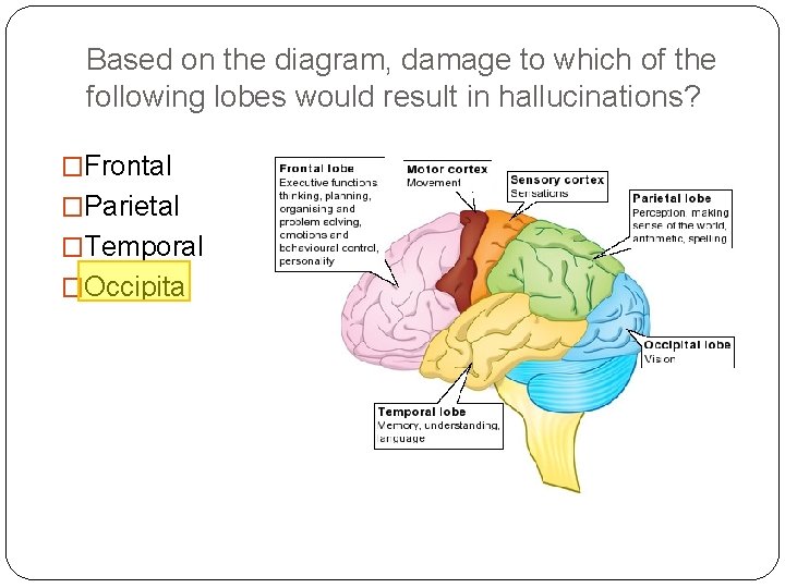 Based on the diagram, damage to which of the following lobes would result in