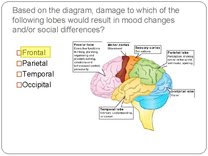 Based on the diagram, damage to which of the following lobes would result in