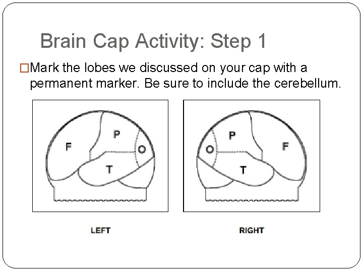 Brain Cap Activity: Step 1 �Mark the lobes we discussed on your cap with