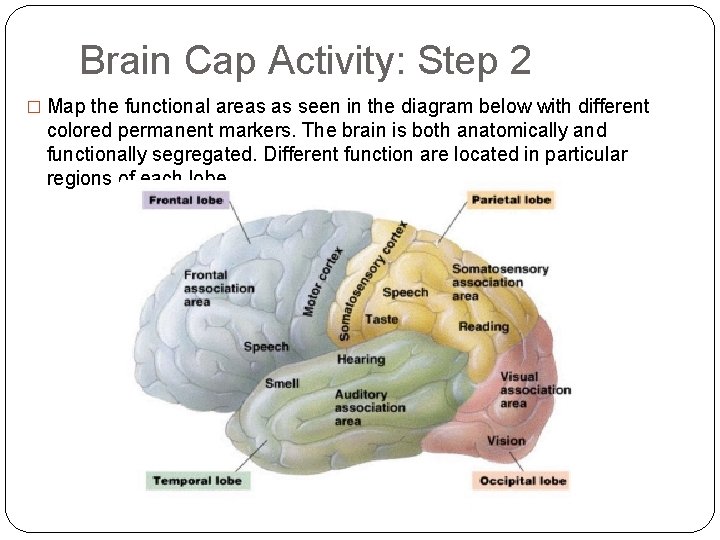 Brain Cap Activity: Step 2 � Map the functional areas as seen in the