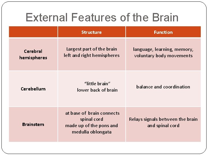 External Features of the Brain Cerebral hemispheres Cerebellum Brainstem Structure Function Largest part of