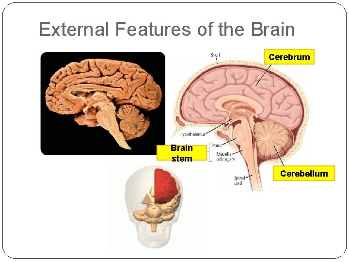 External Features of the Brain Cerebrum Brain stem Cerebellum 