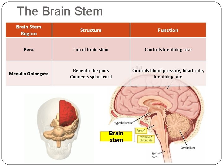 The Brain Stem Region Structure Function Pons Top of brain stem Controls breathing rate