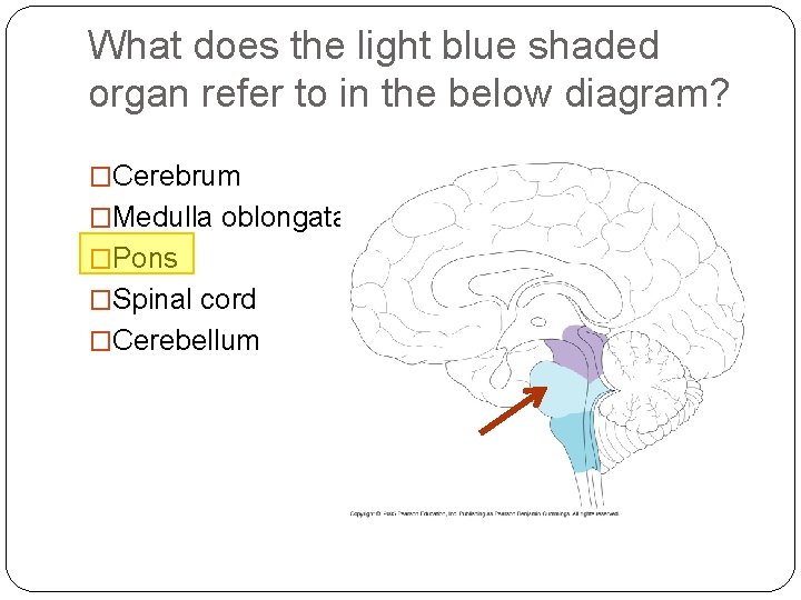 What does the light blue shaded organ refer to in the below diagram? �Cerebrum