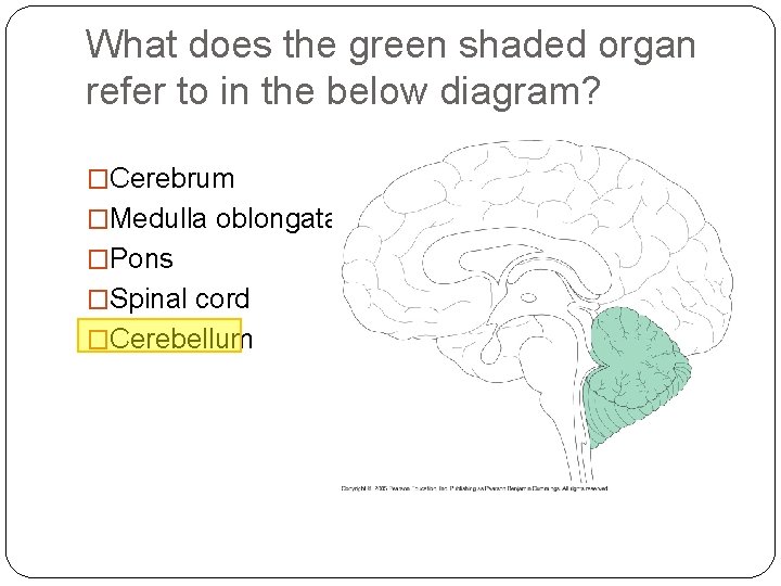 What does the green shaded organ refer to in the below diagram? �Cerebrum �Medulla