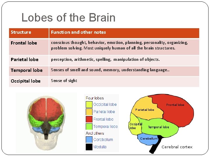 Lobes of the Brain Structure Function and other notes Frontal lobe conscious thought, behavior,