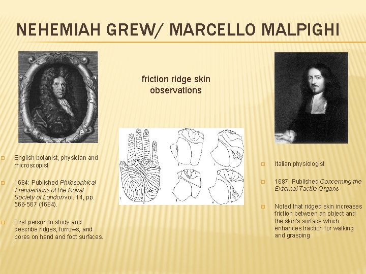NEHEMIAH GREW/ MARCELLO MALPIGHI friction ridge skin observations � � � English botanist, physician