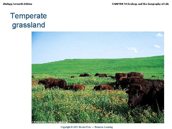 Biology, Seventh Edition CHAPTER 54 Ecology and the Geography of Life Temperate grassland Copyright