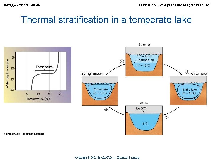 Biology, Seventh Edition CHAPTER 54 Ecology and the Geography of Life Thermal stratification in