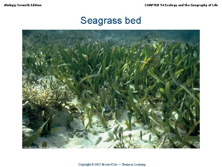 Biology, Seventh Edition CHAPTER 54 Ecology and the Geography of Life Seagrass bed Copyright