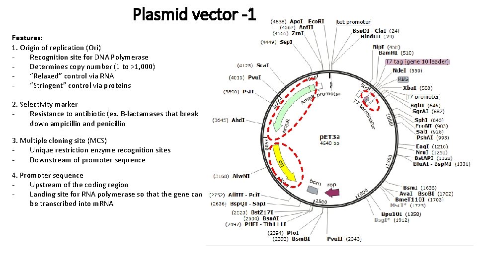 Plasmid vector -1 Features: 1. Origin of replication (Ori) Recognition site for DNA Polymerase