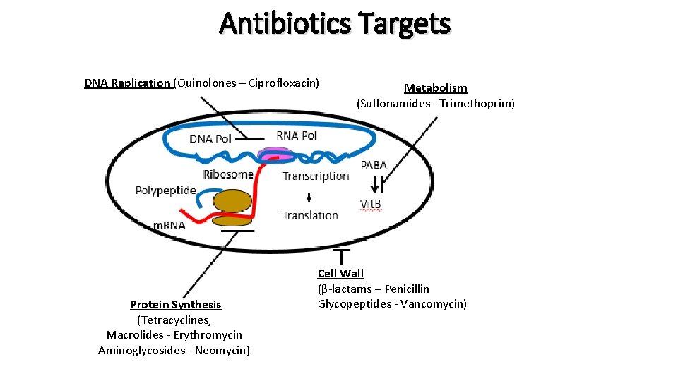 Antibiotics Targets DNA Replication (Quinolones – Ciprofloxacin) Protein Synthesis (Tetracyclines, Macrolides - Erythromycin Aminoglycosides