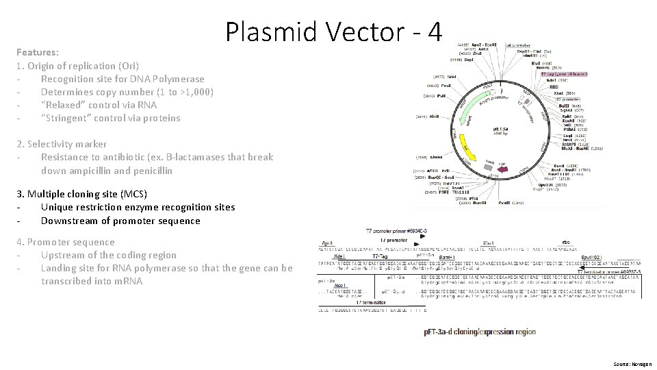 Features: 1. Origin of replication (Ori) Recognition site for DNA Polymerase Determines copy number