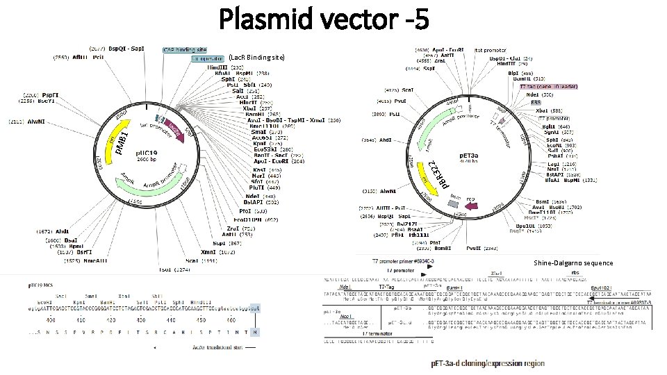 Plasmid vector -5 p 322 R B p. M B 1 (Lac. R Binding