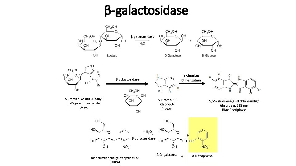 β-galactosidase Oxidation Dimerization β-galactosidase 5 -Bromo-4 -Chloro-3 -indoylβ-D-galactopyranoside (X-gal) 5 -Bromo-6 Chloro-3 indoxyl 5,