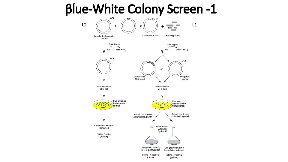 βlue-White Colony Screen -1 L 2 L 1 