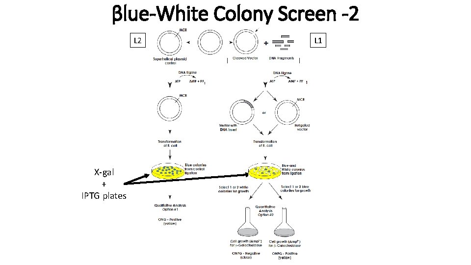 βlue-White Colony Screen -2 L 2 X-gal + IPTG plates L 1 