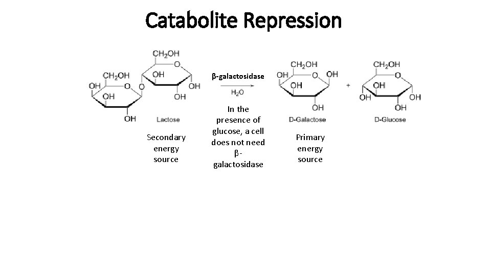 Catabolite Repression β-galactosidase Secondary energy source In the presence of glucose, a cell does