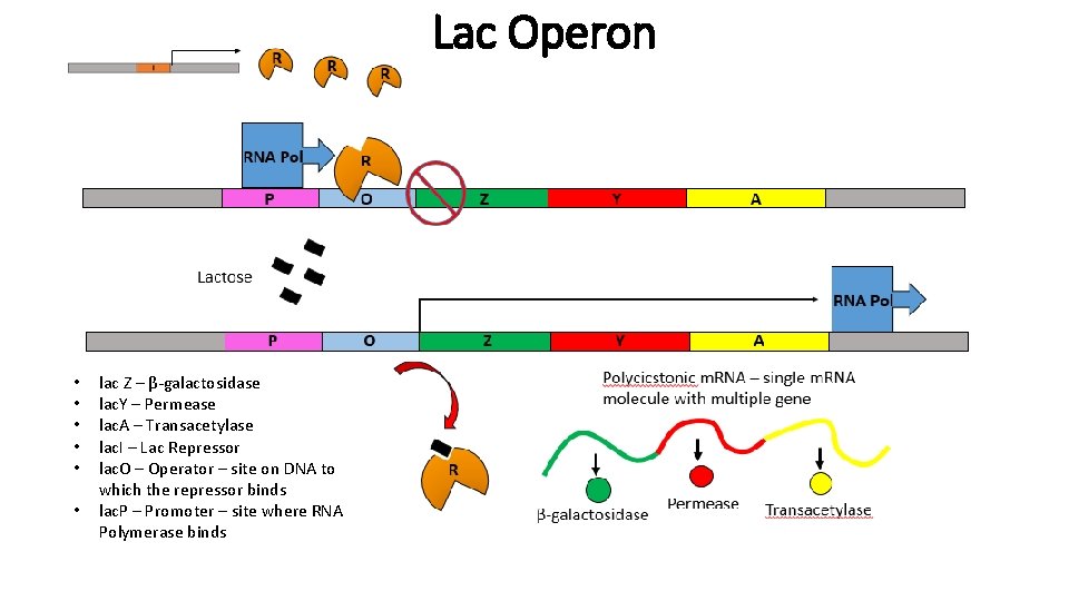 Lac Operon • • • lac Z – β-galactosidase lac. Y – Permease lac.