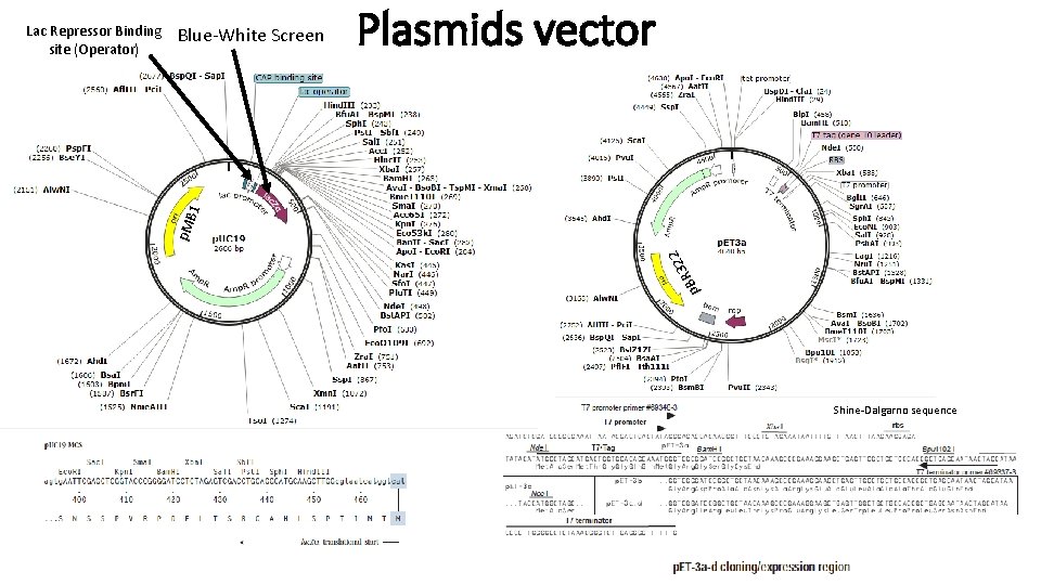 Blue-White Screen Plasmids vector p 322 R B p. M B 1 Lac Repressor