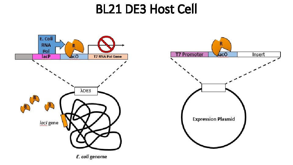 BL 21 DE 3 Host Cell 