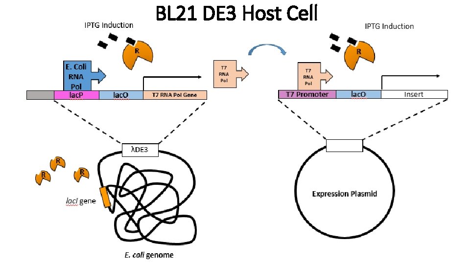 BL 21 DE 3 Host Cell 