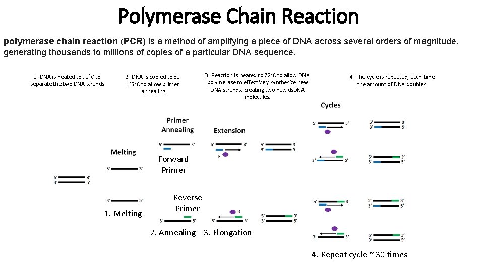 Polymerase Chain Reaction polymerase chain reaction (PCR) is a method of amplifying a piece