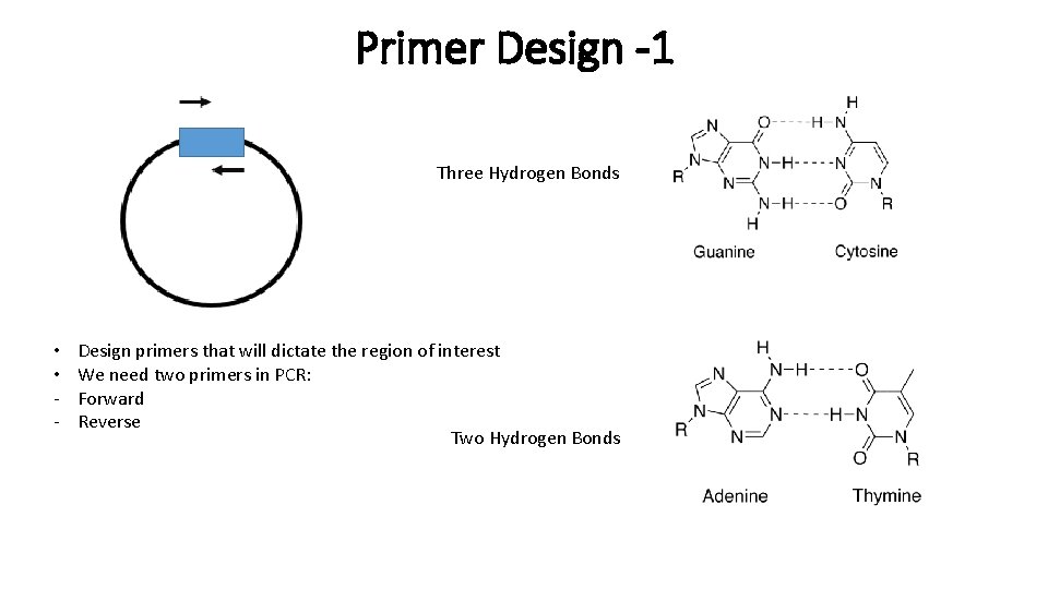 Primer Design -1 Three Hydrogen Bonds • • - Design primers that will dictate