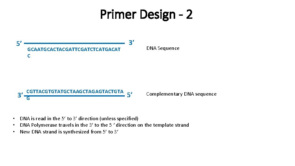 Primer Design - 2 5’ 3’ GCAATGCACTACGATTCGATCTCATGACAT C CGTTACGTGTATGCTAAGCTAGAGTACTGTA G 3’ 5’ DNA Sequence