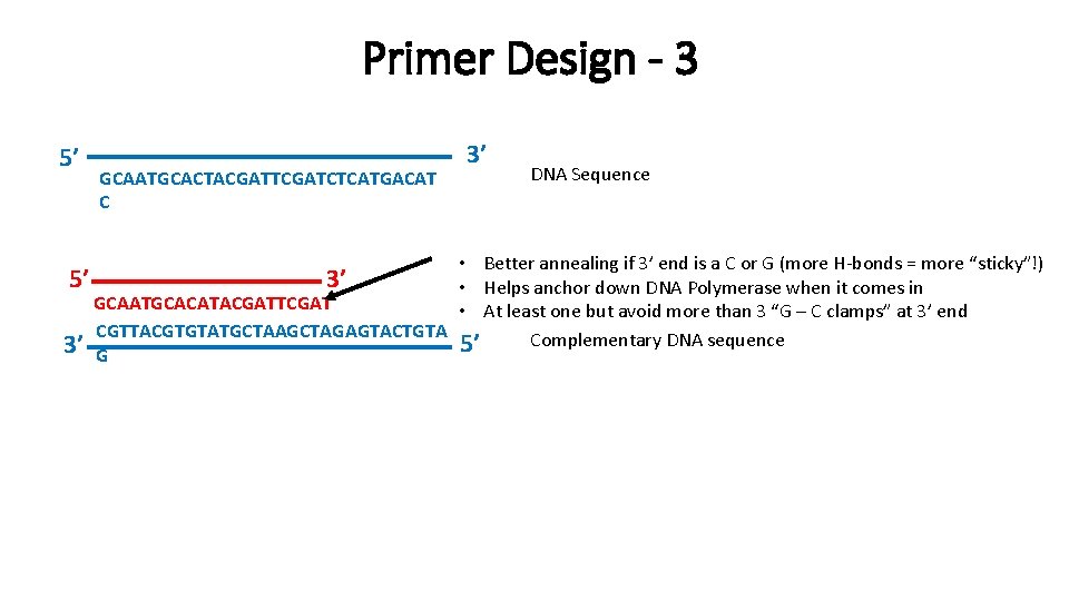 Primer Design - 3 5’ GCAATGCACTACGATTCGATCTCATGACAT C 3’ DNA Sequence • Better annealing if