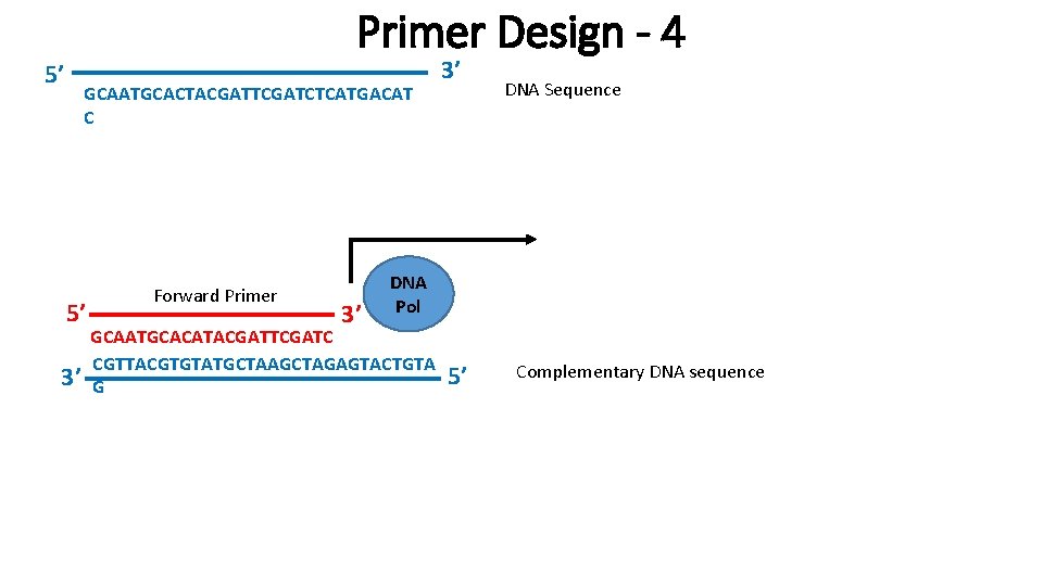 Primer Design - 4 5’ GCAATGCACTACGATTCGATCTCATGACAT C 5’ 3’ Forward Primer 3’ 3’ DNA