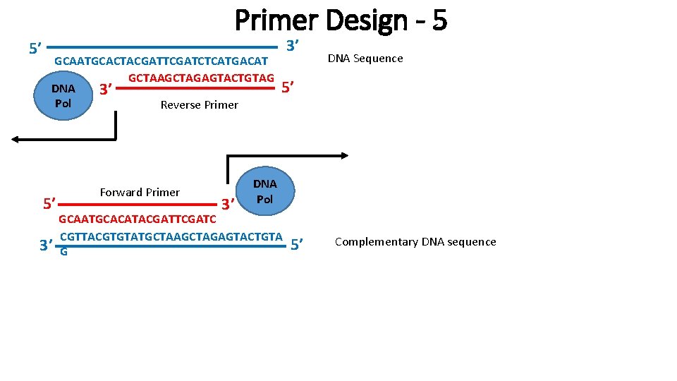 5’ Primer Design - 5 GCAATGCACTACGATTCGATCTCATGACAT C GCTAAGCTAGAGTACTGTAG DNA 3’ Pol Reverse Primer 5’