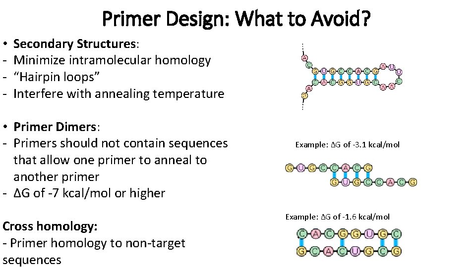 Primer Design: What to Avoid? • - Secondary Structures: Minimize intramolecular homology “Hairpin loops”
