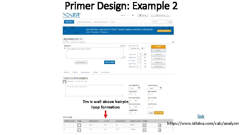 Primer Design: Example 2 Tm is well above hairpin loop formation link https: //www.