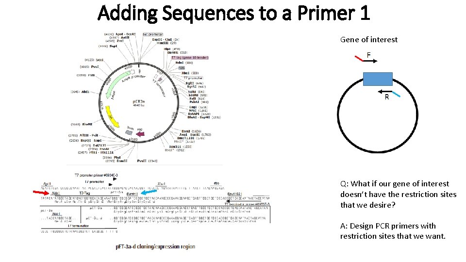 Adding Sequences to a Primer 1 Gene of interest Q: What if our gene