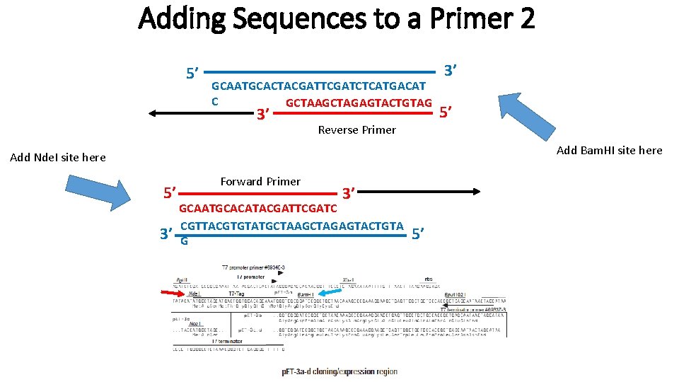 Adding Sequences to a Primer 2 5’ GCAATGCACTACGATTCGATCTCATGACAT C GCTAAGCTAGAGTACTGTAG 3’ Reverse Primer 3’