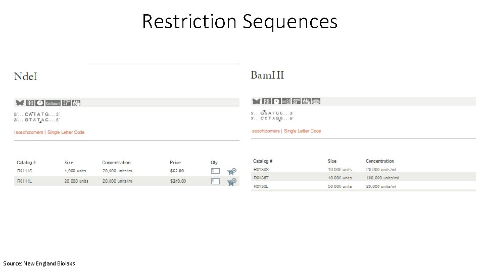Restriction Sequences Source: New England Biolabs 