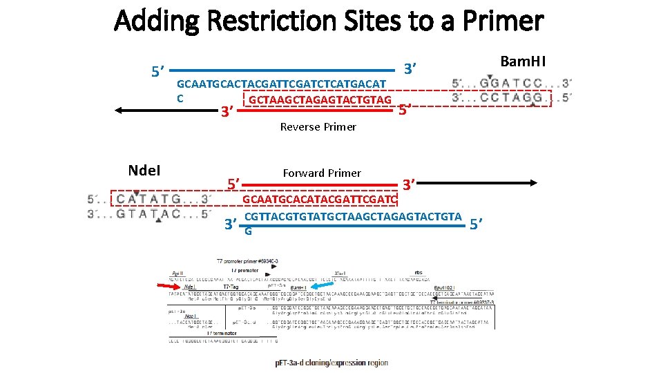 Adding Restriction Sites to a Primer 5’ GCAATGCACTACGATTCGATCTCATGACAT C GCTAAGCTAGAGTACTGTAG 3’ Nde. I 5’