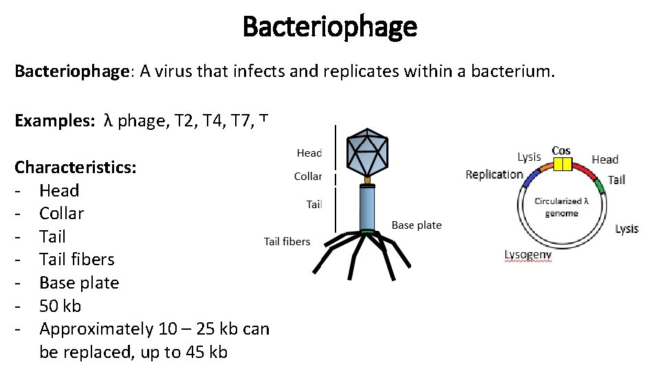 Bacteriophage: A virus that infects and replicates within a bacterium. Examples: λ phage, T