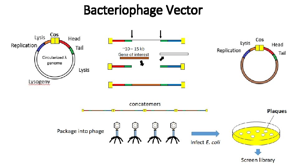 Bacteriophage Vector 