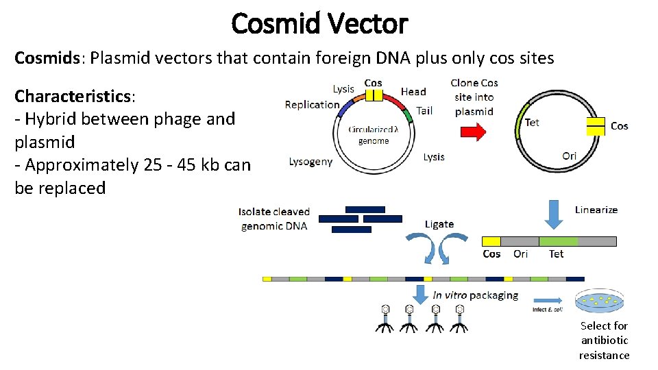 Cosmid Vector Cosmids: Plasmid vectors that contain foreign DNA plus only cos sites Characteristics: