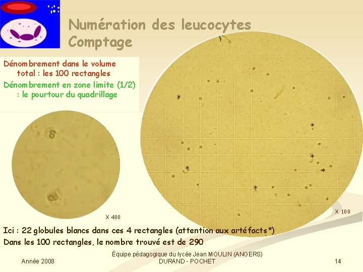 Numération des leucocytes Comptage Dénombrement dans le volume total : les 100 rectangles Dénombrement