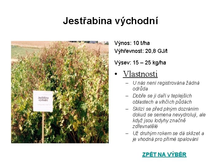 Jestřabina východní Výnos: 10 t/ha Výhřevnost: 20, 8 GJ/t Výsev: 15 – 25 kg/ha