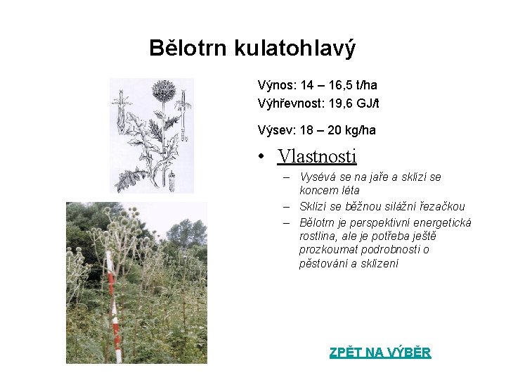 Bělotrn kulatohlavý Výnos: 14 – 16, 5 t/ha Výhřevnost: 19, 6 GJ/t Výsev: 18