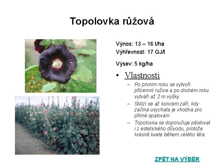 Topolovka růžová Výnos: 13 – 16 t/ha Výhřevnost: 17 GJ/t Výsev: 5 kg/ha •