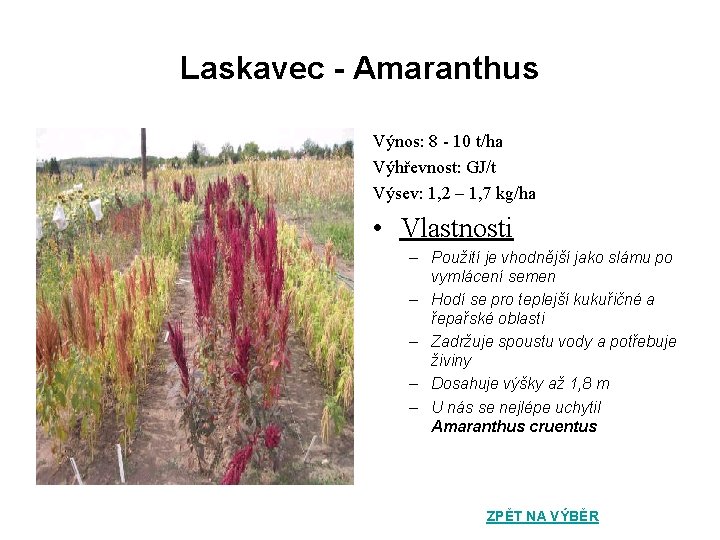 Laskavec - Amaranthus Výnos: 8 - 10 t/ha Výhřevnost: GJ/t Výsev: 1, 2 –